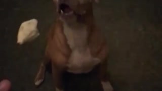 Pitbull misses food thrown his way