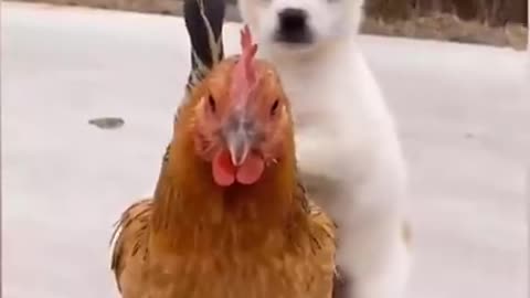 Puppy Fighting With Big Rooster🤩
