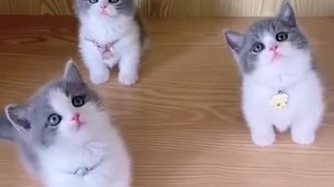 Amazing Baby Cats