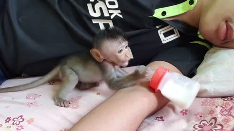 Beautiful Monkey With owner take care of her, and sleep together