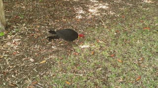 A wild Australian Brushturkey comes to visit