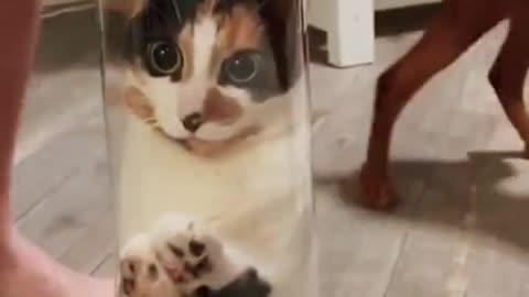 Cat Gets stuck in Plastic 🤣