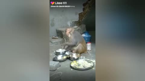 Funny videos, Funny monkey