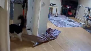 Blanket Carrying Kitty Gets Stuck