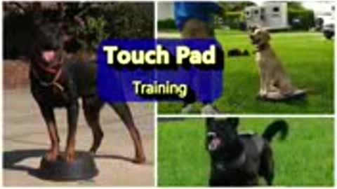 Every one needs this dog training skills