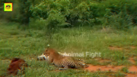 25 Moment A Leopard Is Seriously Injured