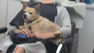 Dog sits on woman getting hair shampooed