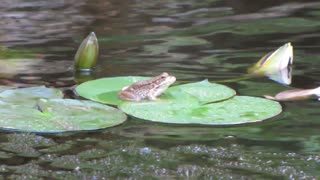 water frog just found right plot in lake