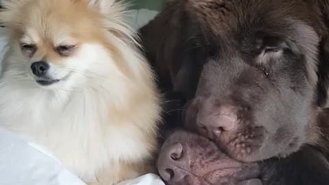 Adorable snuggle party for trio of dogs