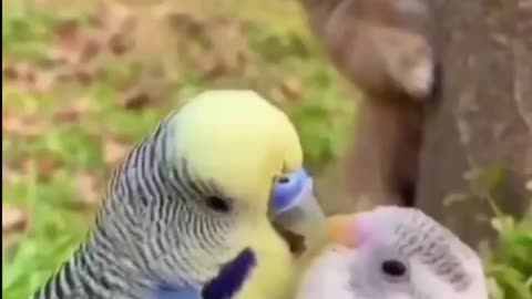 Cute puppy and Bird Beutiful Moment