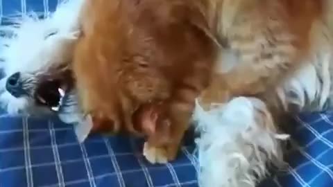 wwe cat vs dog 😄. Who won this match❓️ Comment below