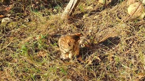 The cat and kitten are very friendly.