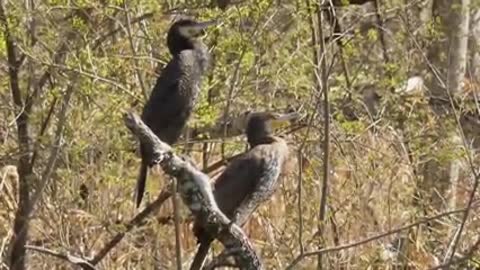 Video with beautiful birds of various species