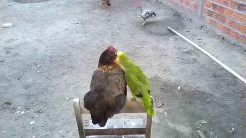 parrot kissed a chicken!