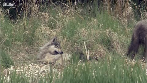 Wolves Defend Pups from a Bear BBC Earth