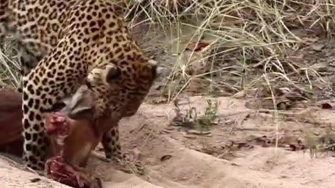 Exhausted Leopard Unable to Drag Massive Carcass Any Further!