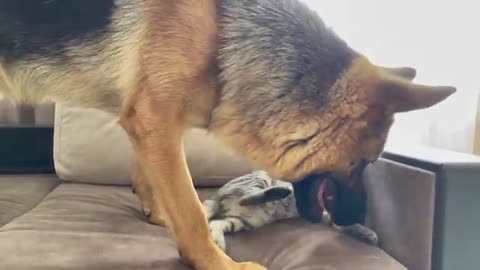 Funny German Shepherd Reaction to a lazy Cat