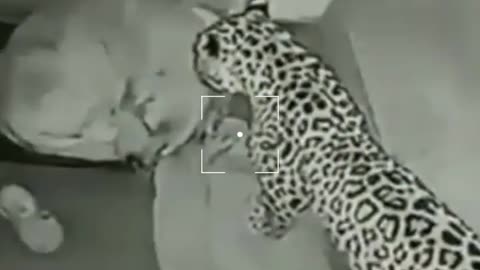 How leopard attack the security dog