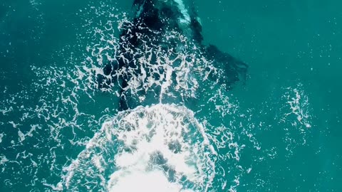 Drone footage of Southern Right Whale
