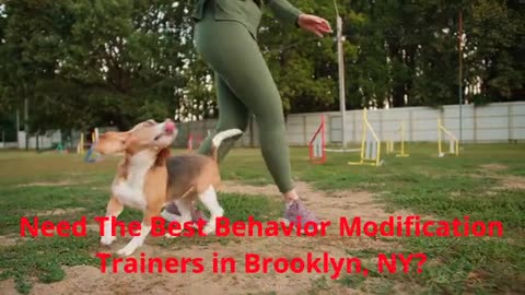GoDog : Behavior Modification Trainers in Brooklyn, NY