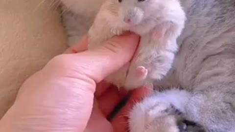 Kitten#cute pets & beautiful cat plying white mouse