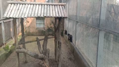 The way these two monkeys walk is so narrow