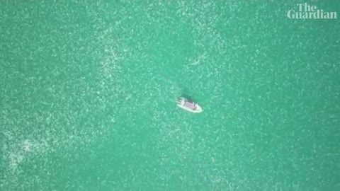 Drone footage shows jellyfish swarm floating in northern Israel