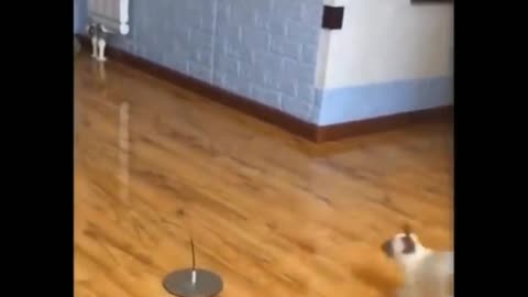 Cute cat playing with a ball