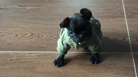 Puppy Struggles To Come To Terms With New Attire