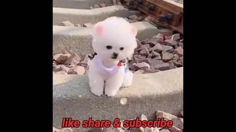 CUTE POMERANIAN PUPPY DOG