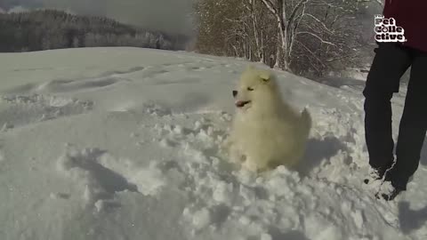 20 Minutes of Adorable Puppies 🐶