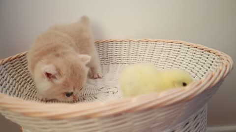 Kitten walk with a tiny chicken/ cute 🐈