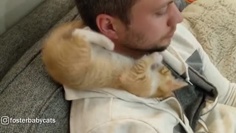 Ginger Kitten Loves His Foster Dad