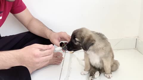 This Puppy Loves Medicine More Than Dog Food !! Dog Rescue!! Street Dog