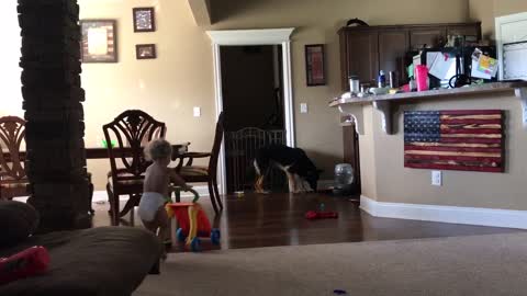 German Shepherd plays tag with Baby Boy