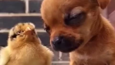 Baby dog sleeping on baby chicks