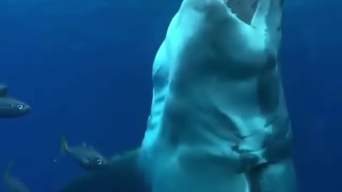 Very fast reflection of the shark as a brutal attack.