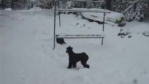 Cute dogs playing in snow❄