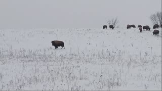 Bison Video Part 2