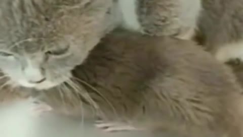 Funny Cat Video! Rat Crawls Under Cat!