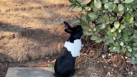 Rabbit friend I met by chance on the street