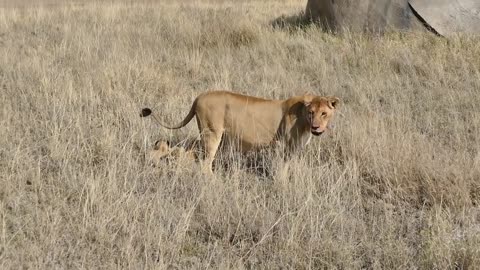 ADORABLE! SIX LION CUBS enjoy their first outdore funy video