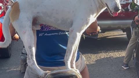 Dog Balances on Motorcycle in Busy Traffic