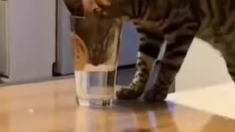 Cute Is Not Enough - The best funny cat videos