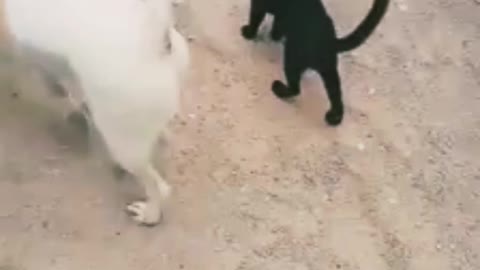 My cat and dog play funny movement 🤣