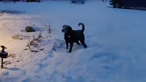 Doggy Plays Catch With Shovelled Snow