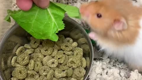 This long haired Syrian loves his greens!