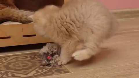 A little cute kitten cat playing cat funny moments