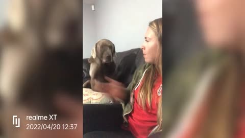 HighFive Too Slow Owner Plays Funny Handshake Prank With Unamused Pup