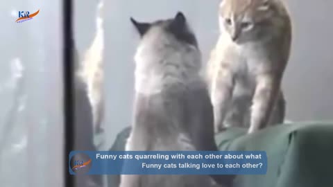 Funny cats quarreling with each other about what_MayaFunnyVideo 🤷‍♂️part 04